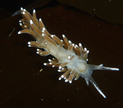 Cuthonella cocoachroma