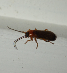Rhagonycha lutea