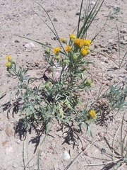 Picradeniopsis oppositifolia