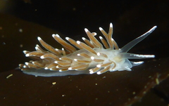 Cuthonella cocoachroma