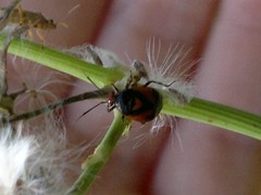 Deraeocoris schach