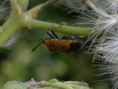 Deraeocoris punctum