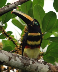 Pteroglossus pluricinctus