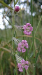 Silene bellidifolia