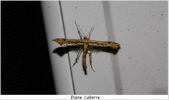 Platyptilia