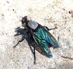 Microstylum oberthurii