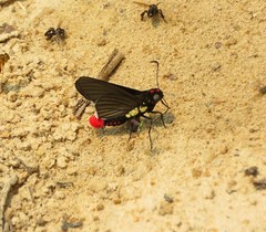 Mysarbia sejanus