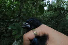 Cyanoloxia cyanoides