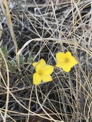 Menodora scabra
