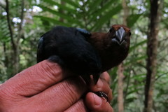 Cyanoloxia cyanoides