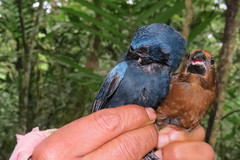 Cyanoloxia cyanoides