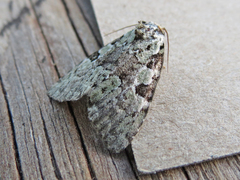Leuconycta lepidula