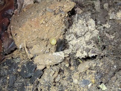 Asiopus minimus