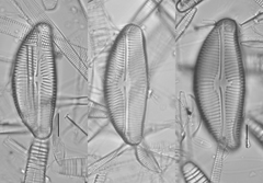 Encyonema leibleinii