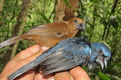 Cyanoloxia cyanoides