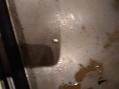 Myllocerus undecimpustulatus