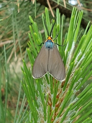 Ctenucha virginica