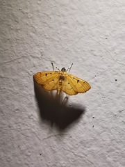 Phaedropsis