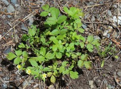 Potentilla flabellifolia