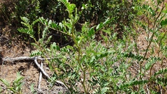 Astragalus oocarpus