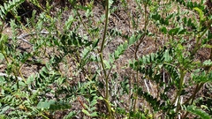 Astragalus oocarpus