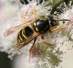 Dolichovespula sylvestris