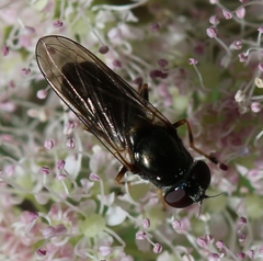 Cheilosia scutellata