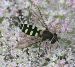 Melangyna labiatarum