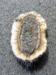 Acanthopleura spinosa