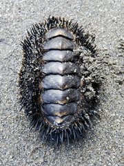 Acanthopleura spinosa