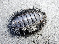 Acanthopleura spinosa