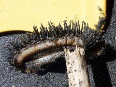 Acanthopleura spinosa