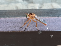 Diogmites salutans