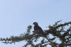 Circaetus