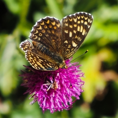 Melitaea phoebe