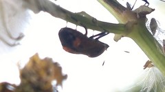 Deraeocoris punctum