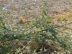 Araujia brachystephana