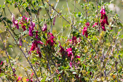 Lathyrus splendens