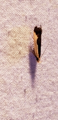 Dichomeris inserrata