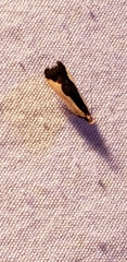 Dichomeris inserrata