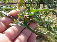 Araujia brachystephana