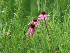 Echinacea pallida
