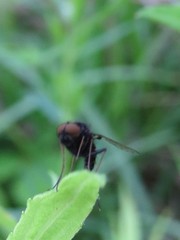 Chrysopilus proximus