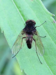 Chrysopilus proximus
