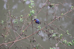 Corythornis vintsioides