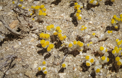 Eriophyllum pringlei