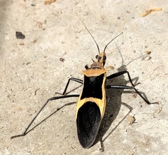 Zelurus circumcinctus