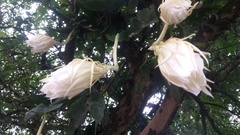Epiphyllum oxypetalum