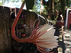 Epiphyllum oxypetalum