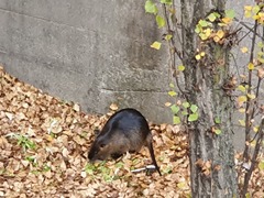 Myocastor coypus